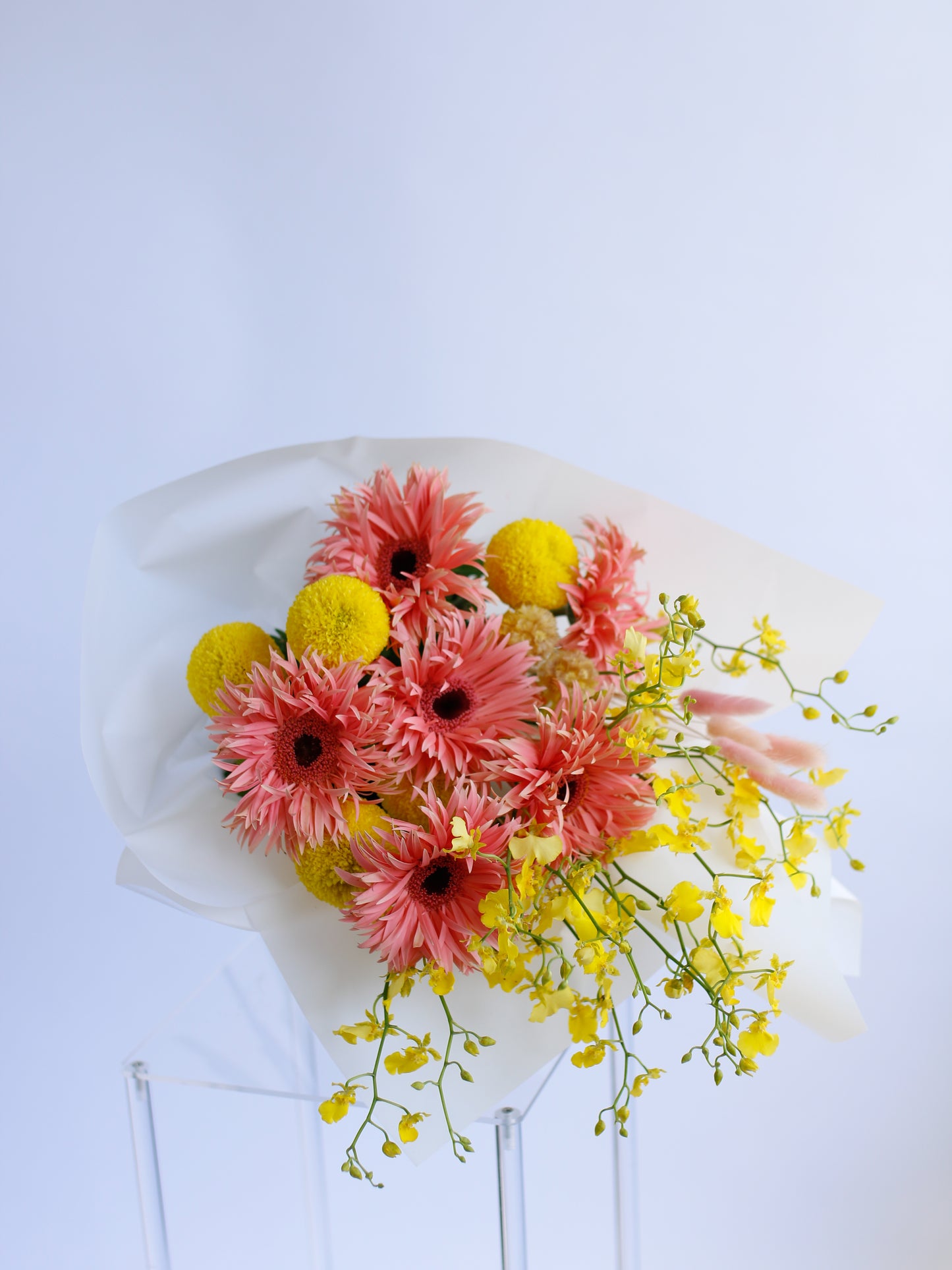 Gerbera Grace