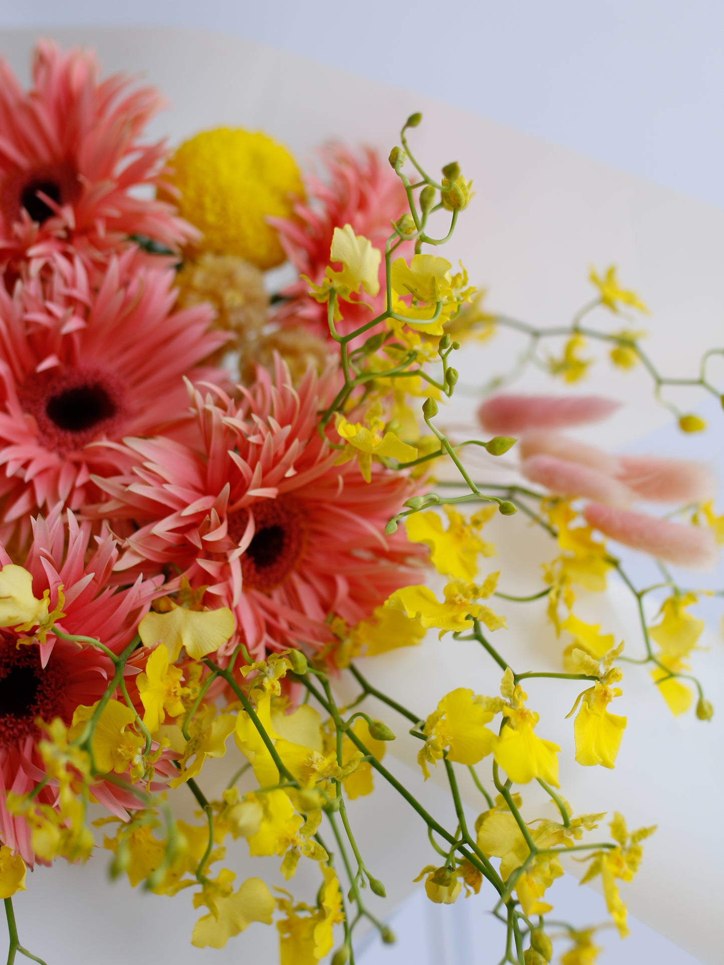 Gerbera Grace